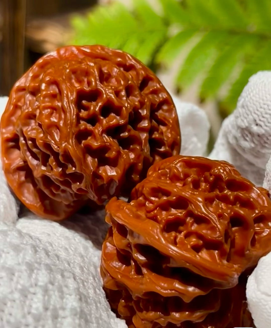 Apple Orchard Walnuts